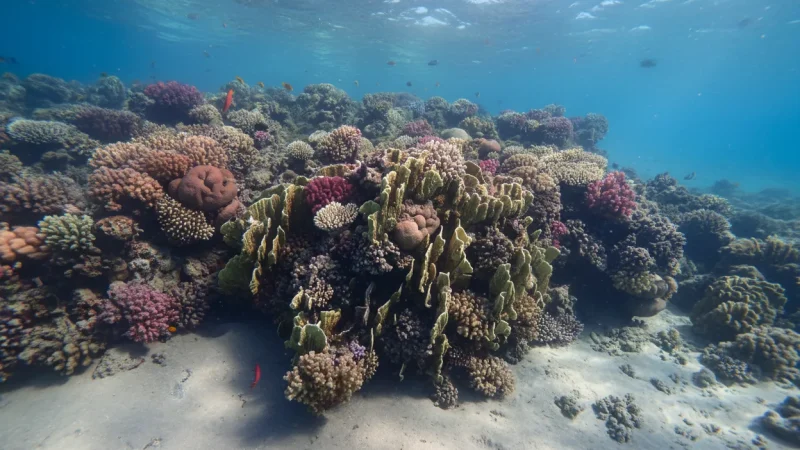 Coral Reef Snorkeling Areas – Shallow reef zones(2)