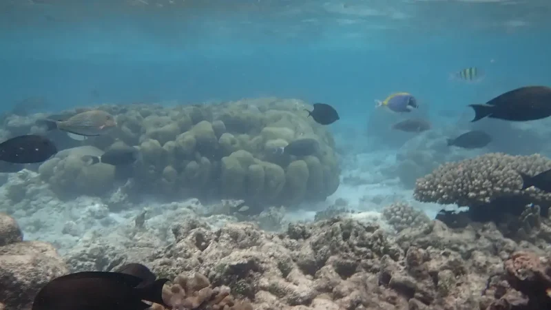 Coral Reef Snorkeling Spots(1)