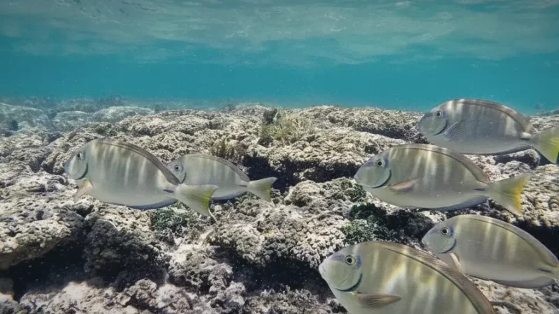 Coral Reefs – Snorkeling spots(5)