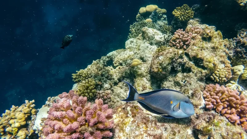 Coral Viewing Spots – Marine Observation(6)