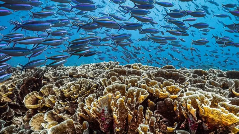 Coral_Reef_Area_–_Snorkeling_spot_near_the_island__05