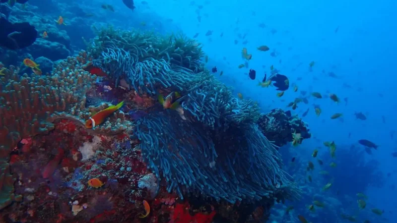 Coral_Reef_Zone_–_Snorkeling_area_near_the_island__05