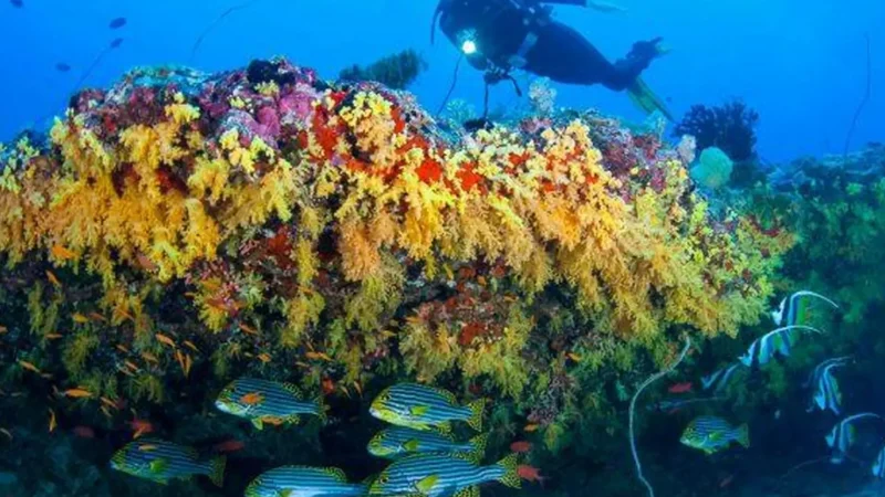 Coral_Reef_–_Popular_snorkeling_location__03