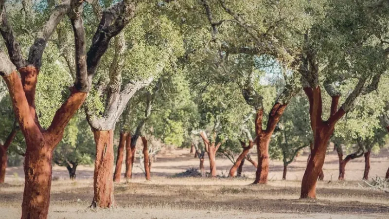 Cork Oak Forests – Typical Alentejo landscapes(5)