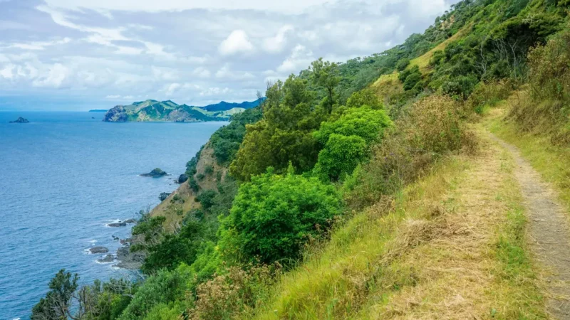 Coromandel_Coastal_Walkway_тАУ_Scenic_walking_track_02