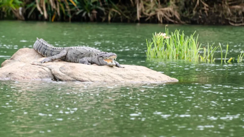 Crocodile_River_тАУ_Southern_boundary_wildlife_area_03