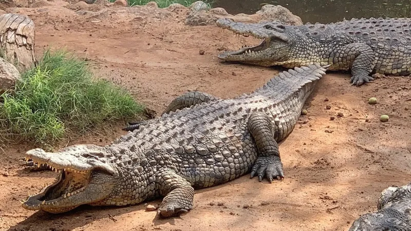 Crocodile_Sanctuary_тАУ_Reptile_viewing_experience_04