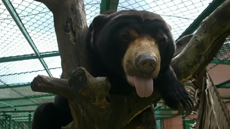 Cu Chi Wildlife Rescue Station(2)