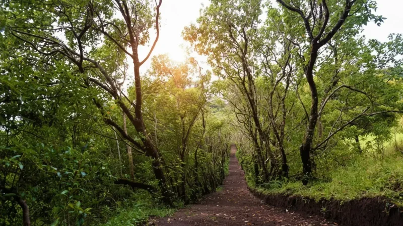 Curi-Cancha Reserve (1)