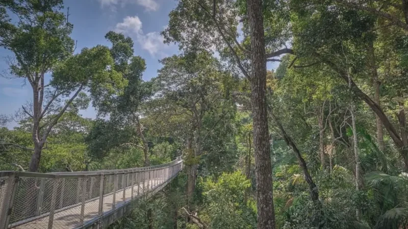 Curtis Crest Tree Top Walk(4)