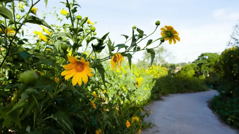Dalat Flower Fields – Seasonal Bloom Landscapes(5)