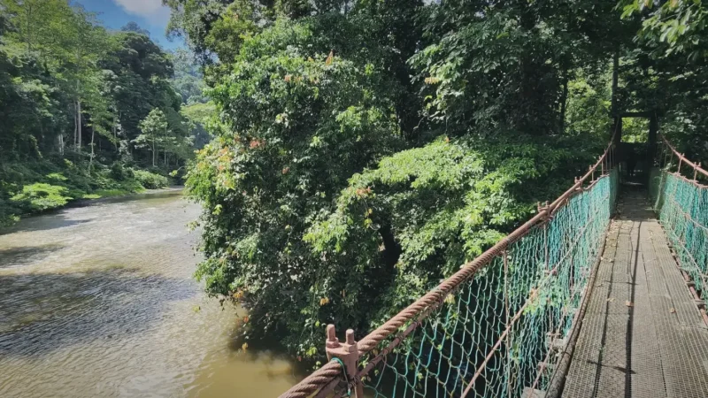 Danum Suspension Bridge(5)