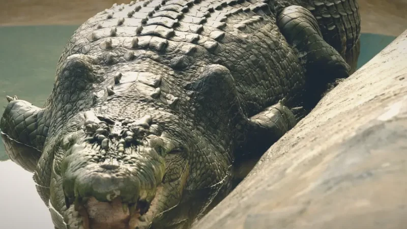 Davao Crocodile Park – Family Attraction(1)