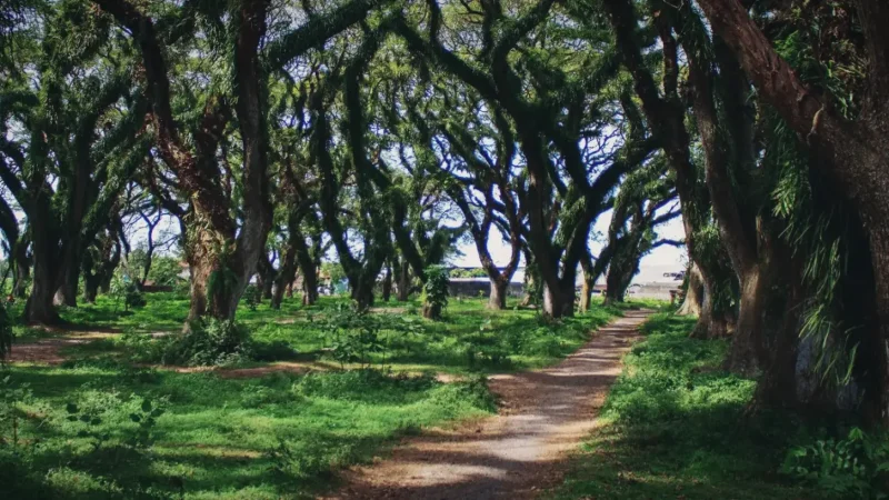 De Djawatan Forest(5)