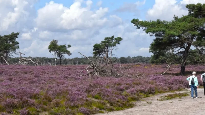 De_Groote_Heide_03