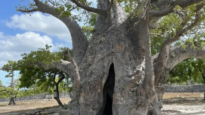 Delft Fort & Baobab Tree 05