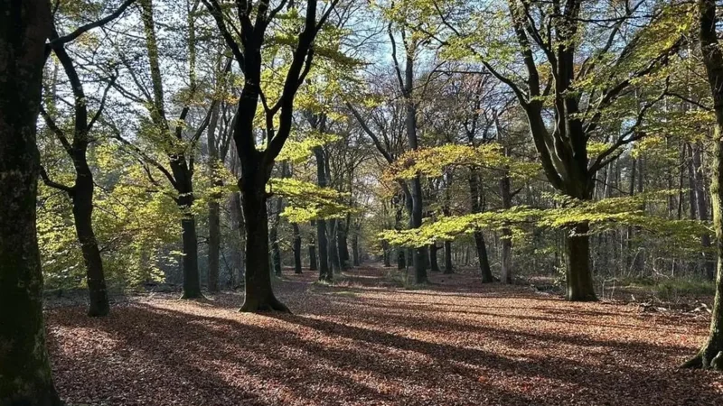Den_Dolder_&_Sanatorium_Forest_06