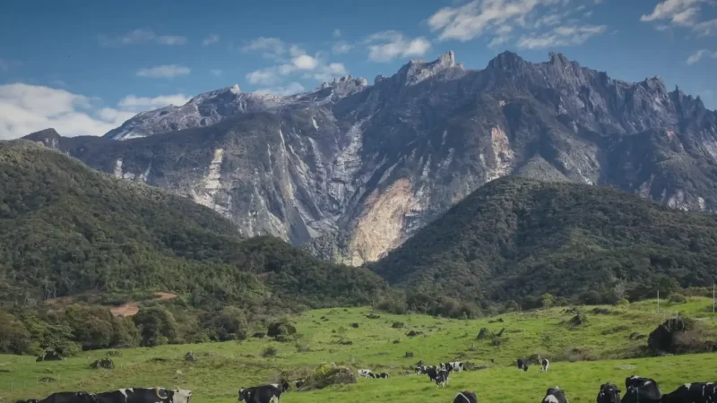 Desa Dairy Farm (Kundasang)(4)