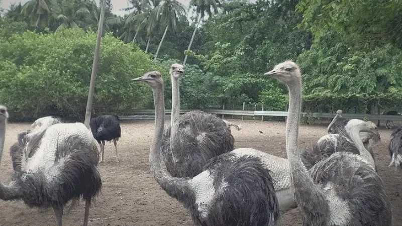 Desaru Ostrich Farm(4)