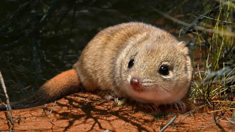 Desert Wildlife Areas – Native Habitats(3)
