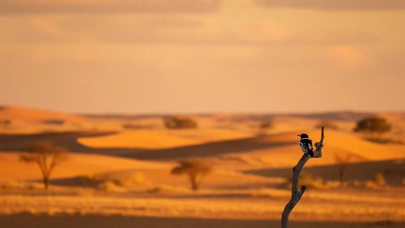 Desert Wildlife Viewing Areas(6)