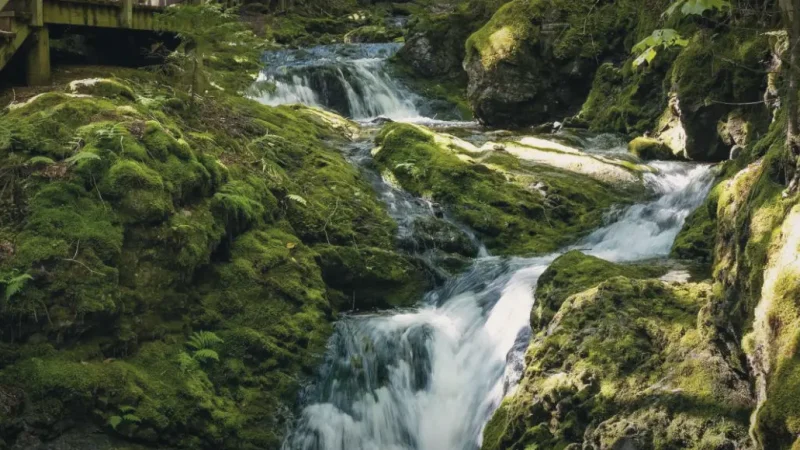Dickson Falls – Short waterfall hike(5)