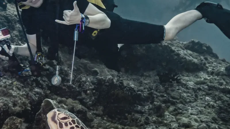 Diving Point(5)