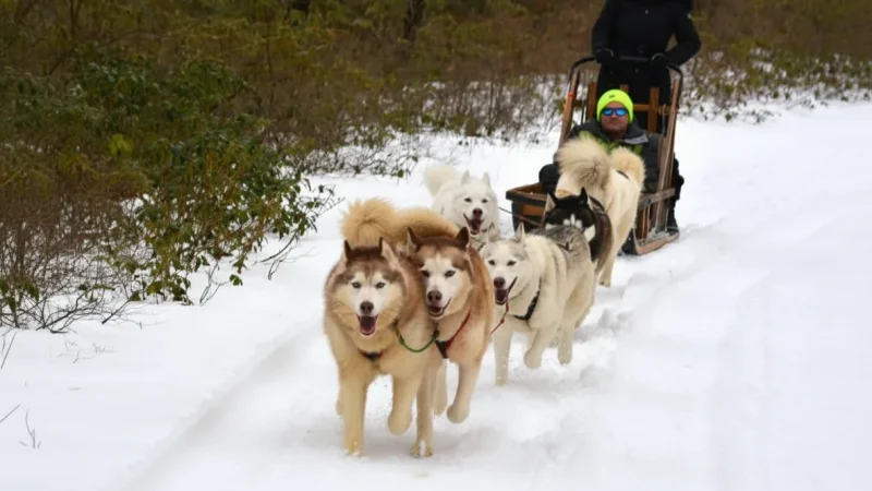 Dog Sledding Areas – Traditional Arctic transport routes(3)