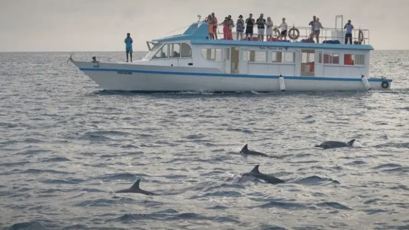 Dolphin Cruise Area – Evening marine life tours(3)