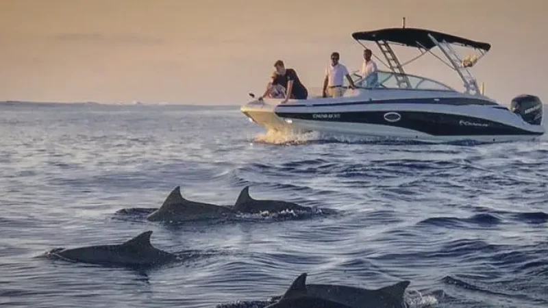 Dolphin Cruise Area – Sunset dolphin trips(4)