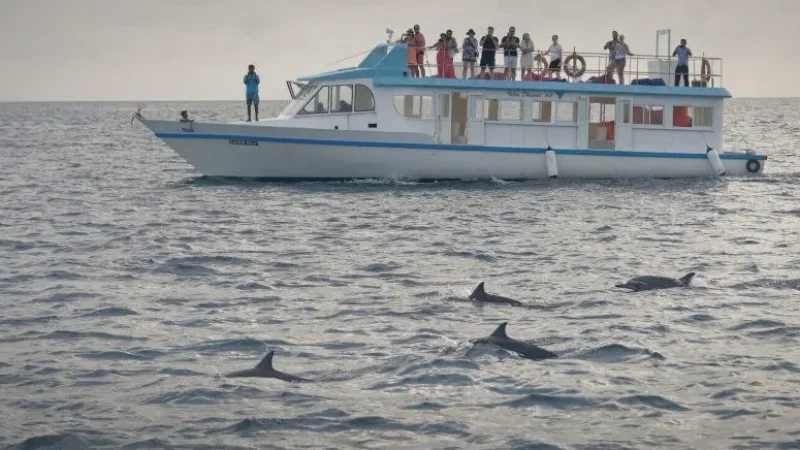 Dolphin Cruise Spots – Evening tours(5)