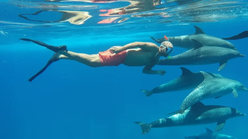 Dolphin House Reef – Dolphin Encounters(3)