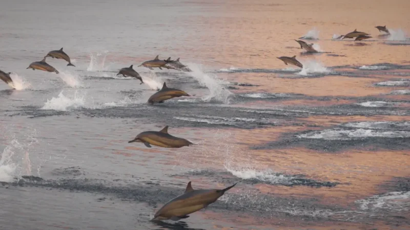 Dolphin Watching Points – Sunset experience(4)