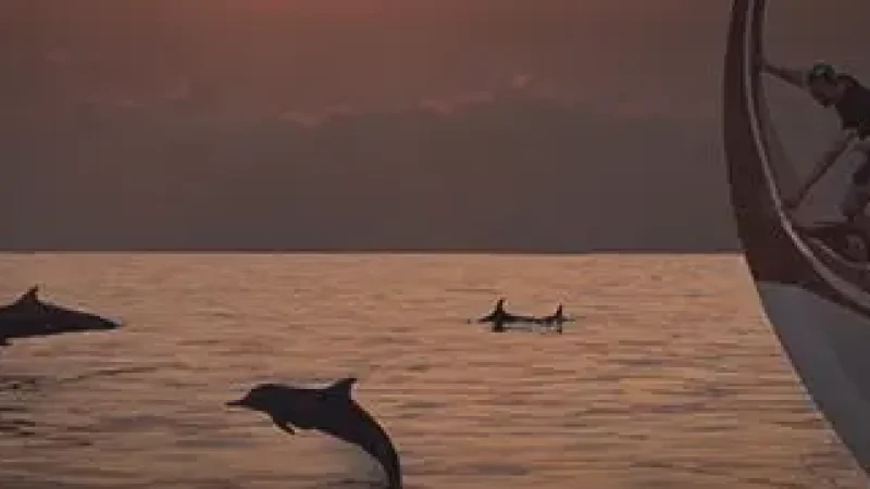Dolphin Watching Points(6)