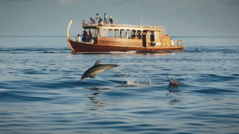Dolphin Watching Spots(4)