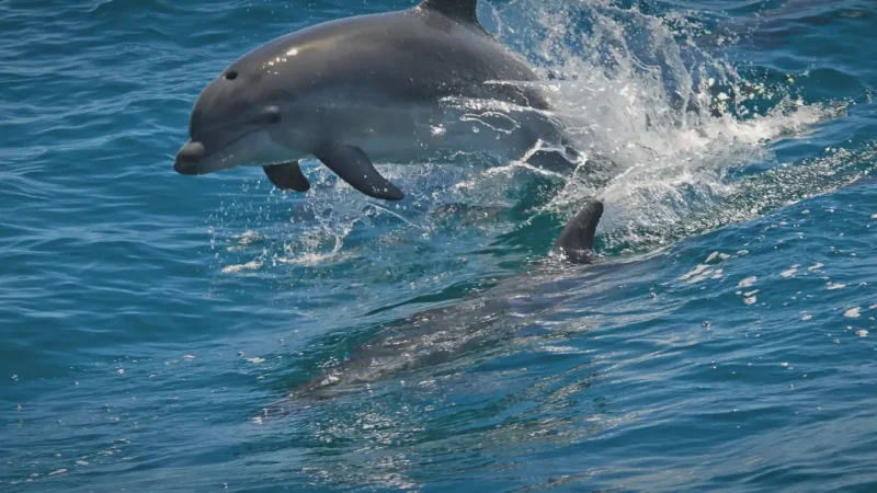Dolphin Watching Tours – Boat trips in nearby waters(2)