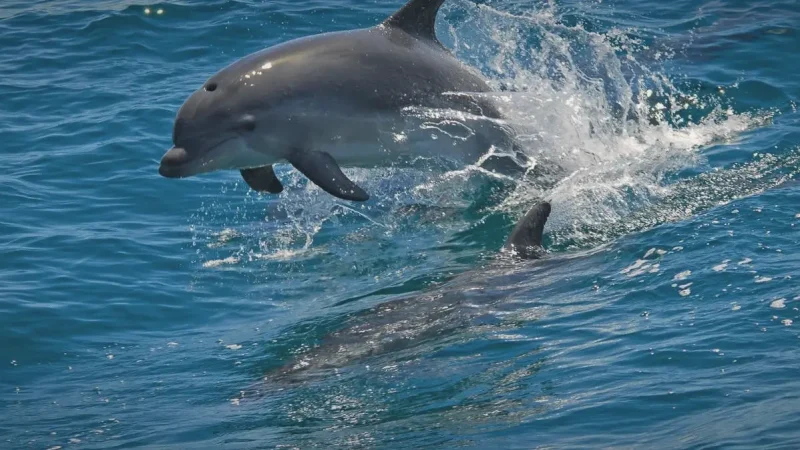 Dolphin Watching Tours – Sado Estuary(2)