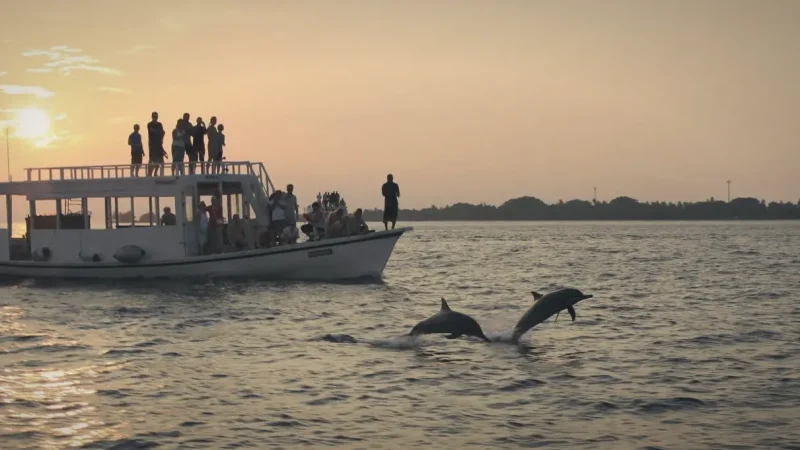Dolphin Watching Trips(3)