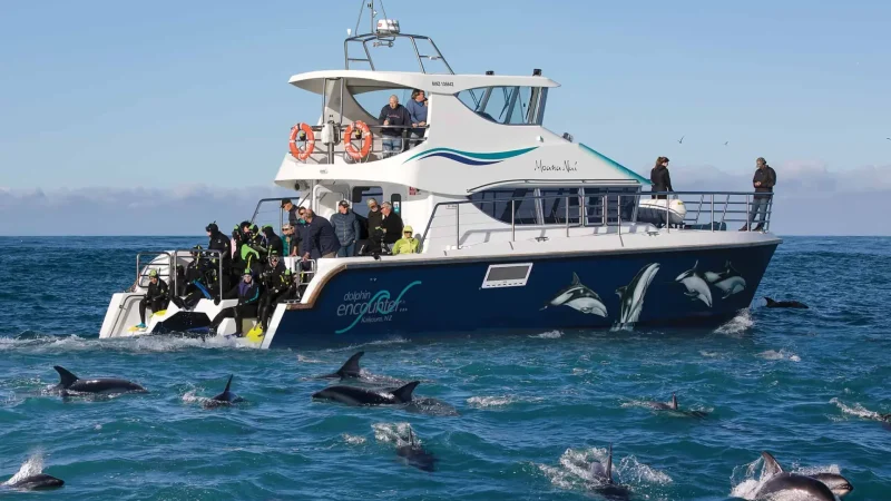 Dolphin_Encounter_Tours_тАУ_Swimming_and_viewing_trips_02