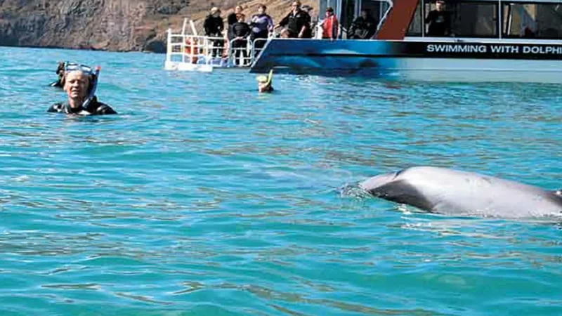 Dolphin_Harbour_Cruises_тАУ_HectorтАЩs_dolphin_sightings_01