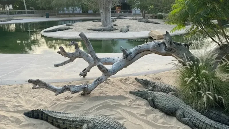 Dubai Crocodile Park(4)