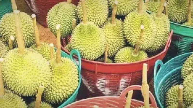 Durian Markets – Local Fruit Experience(3)