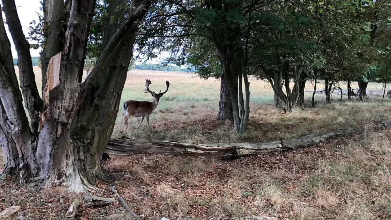 Dyrehaven_Deer_Park_–_Nature_and_wildlife_area__04
