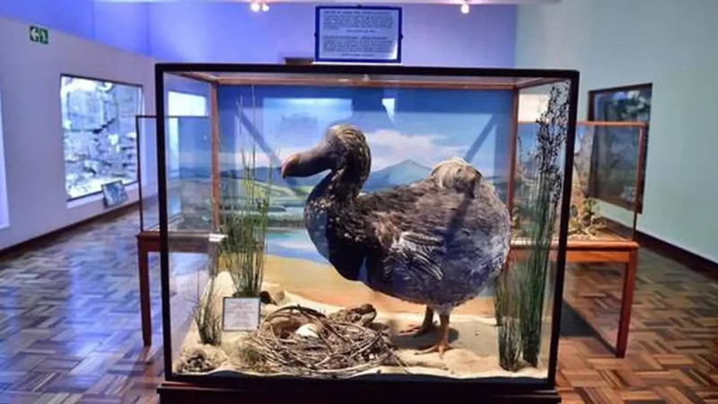 East_London_Museum_тАУ_Natural_history_collection_02