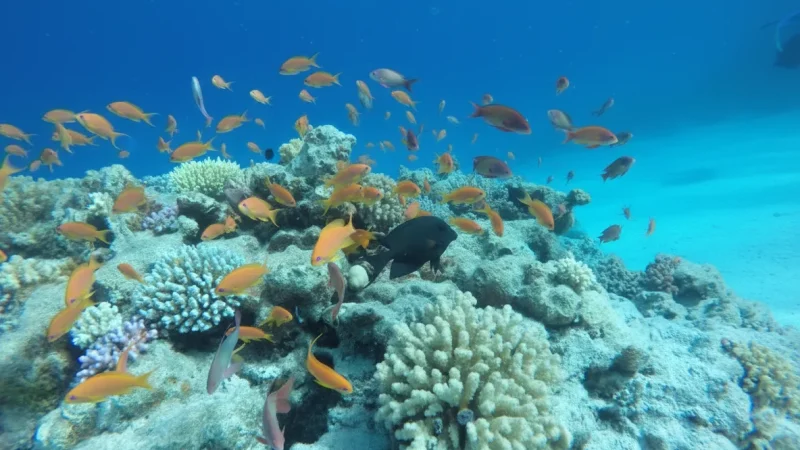 Eel Garden – Unique underwater formations(4)