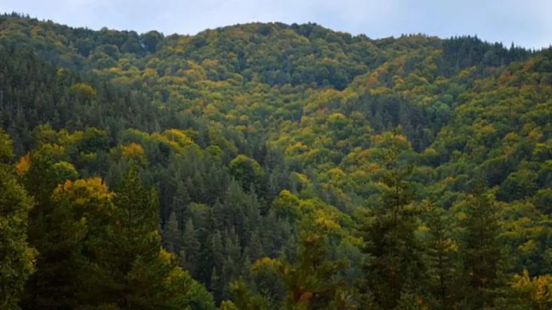 Elatia_Forest_01