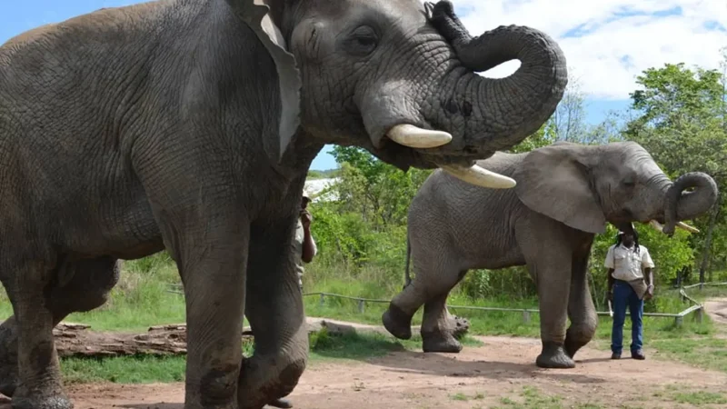 Elephant_Sanctuary_тАУ_Guided_wildlife_encounters_02