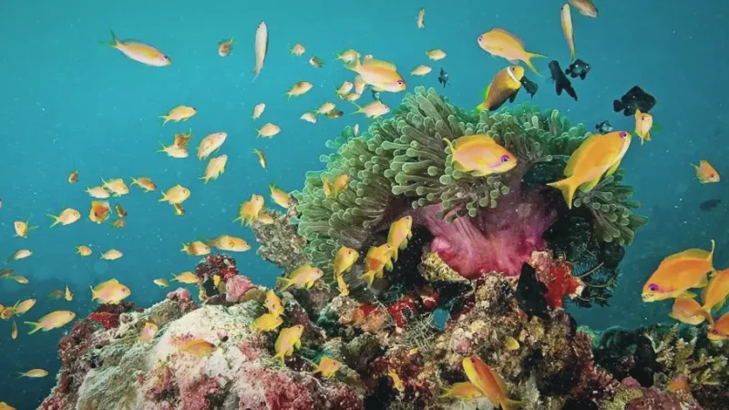 Ellaidhoo House Reef(4)