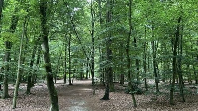 Emmerdennen_Forest_01