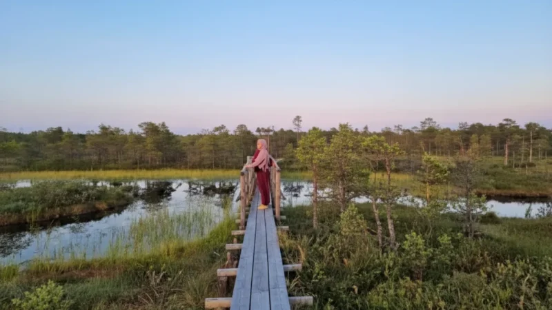 Endla Bog Boardwalk – Wooden trail across wetlands(1)